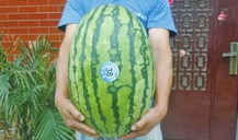 51今日吃瓜120斤的小王,51今日吃瓜，揭秘瓜界新宠